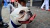 De acuerdo con el AKC, los bulldogs franceses suelen medir de 27 a 33 cm de altura y pesar, como máximo, 12kg. 