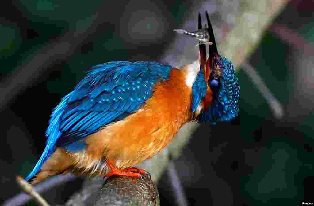 A male kingfisher eats a fish from the River Ver, Verulamium Park, St. Albans, Britain.
