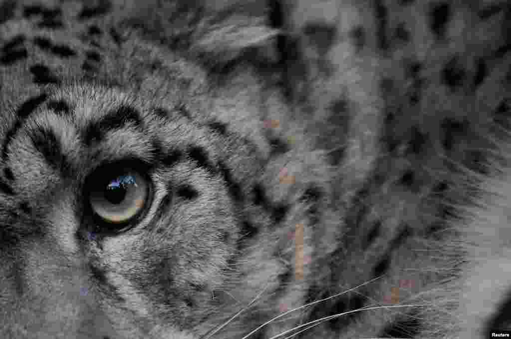 A snow leopard looks on from inside a cage, after being captured from the southern plains of Nepal and brought to the central zoo, which wildlife experts say is rare for the animal that is found in the higher altitude, in Kathmandu, Nepal.