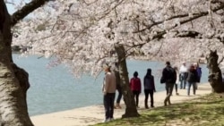Los cerezos o “cherry blossoms”, las flores que unen a Japón y EEUU