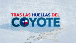 Audio | Tras las huellas del coyote