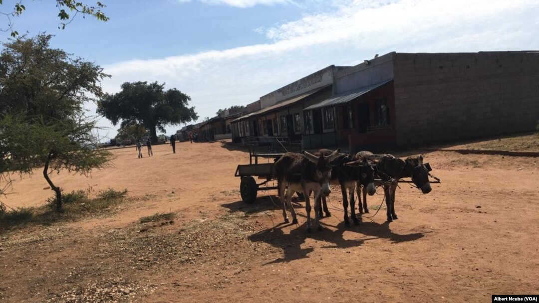 Donkeys in Mat South