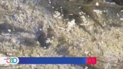 Esfuerzo binacional para proteger a un raro pez que habita la frontera entre México y EEUU
