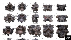 This image shows views of some of the vertebrae of Vasuki indicus, a newly discovered extinct snake from about 47 million years ago. (Sunil Bajpai, Debajit Datta, Poonam Verma via AP)