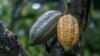 Asami Okano, malama ‘yar kasar Japan ta yada zango a Uganda domin fara noman cocoa da vanilla, inda a shekarar 2013 ta hadu da mijinta