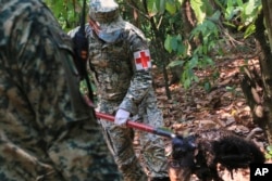 A soldier removes the body of a howler monkey that died amid extremely high temperatures in Tecolutilla, Tabasco state, Mexico, May 21, 2024. (AP Photo/Luis Sanchez)