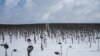 Uvenuli suncokreti na polju, usred ruskog napada na Ukrajinu, u blizini Bahmuta, oblast Donjecka, Ukrajina, 16. februara 2023.