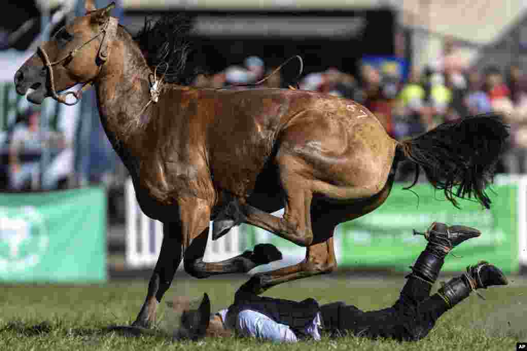 A gaucho or South American cowboy is bucked off by a wild horse during the Criolla Week rodeo festival in Montevideo, Uruguay, March 26, 2024.
