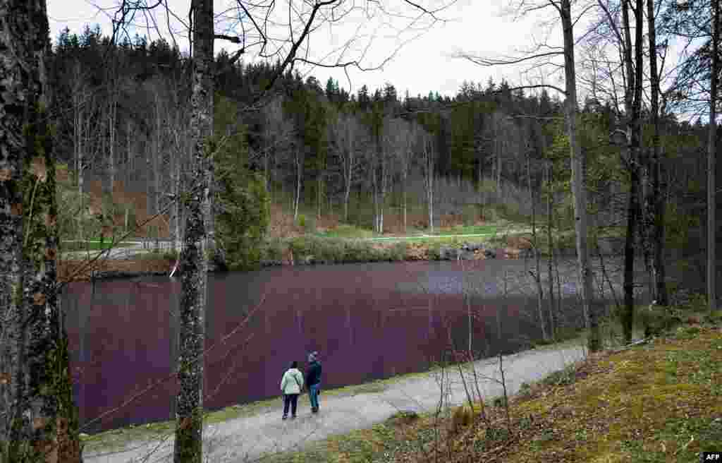 Tourists from Switzerland look at the purple-colored water of the Gipsbruchweiher pond in Fuessen, southern Germany. This phenomenon is caused by purple bacteria, which are harmless but change the color of the water during their bloom.