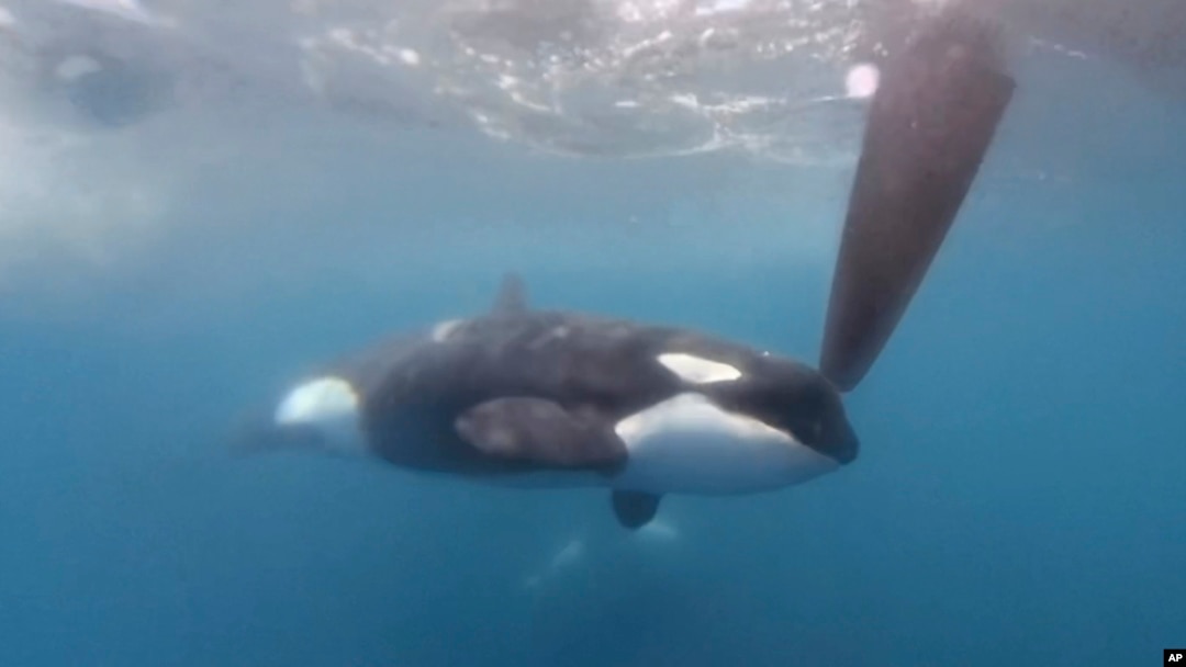 FILE - Image from video by The Ocean Race, an orca moves along a rudder of the Team JAJO entry in The Ocean Race, June 22, 2023, as the boat approached the Strait of Gibraltar.