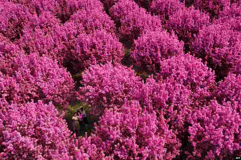 An aerial photo show people taking pictures under crabapple blossoms in Handan, in northern China's Hebei province.