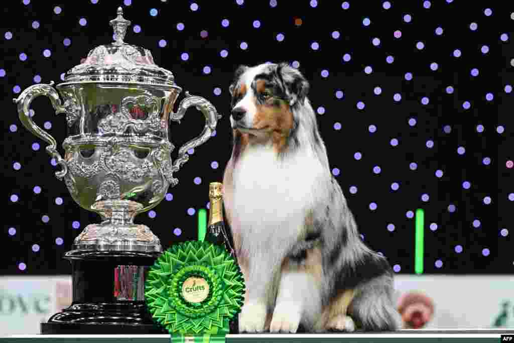 The Australian Shepherd "Viking," winner of Best in Show, poses for photographs at the trophy presentation on the final day of the Crufts dog show at the National Exhibition Centre in Birmingham, central England, March 10, 2024.