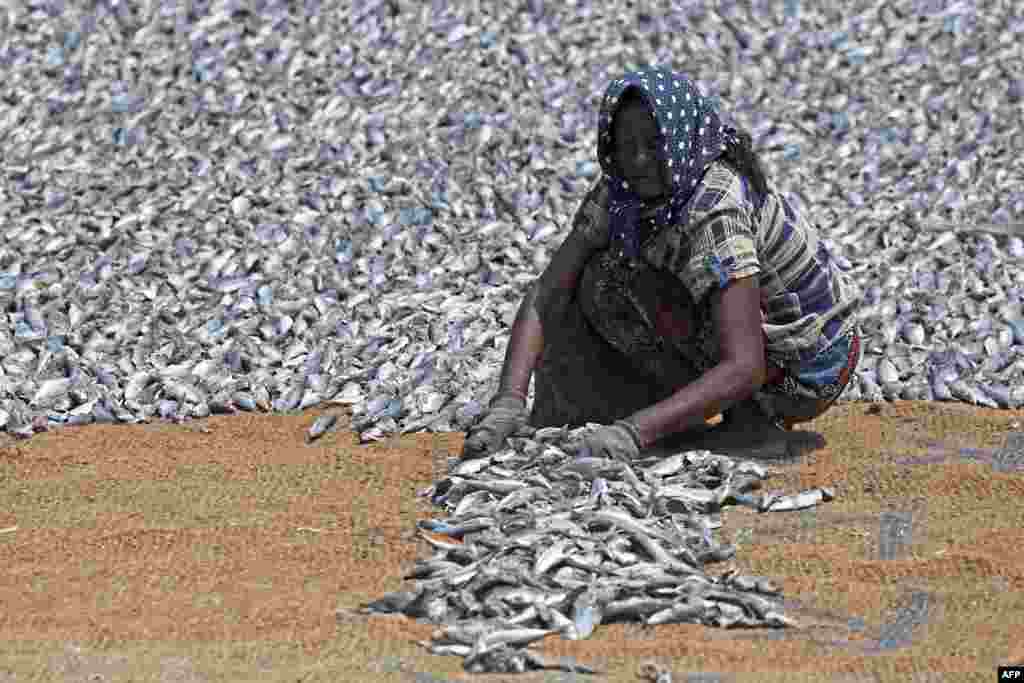 A worker dries fish at a fishery harbor in Negombo, Sri Lanka.