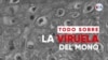 Todo sobre la viruela del mono