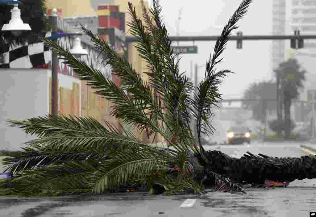 Sebuah kendaraan mendakati sebuah pohon palem yang tumbang diterjang Badai Matthew di Daytona Beach, Florida. Kekuatan Badai Matthew melemah menjadi Kategori 3 dalam semalam, sejak pusat badai, atau mata badai, berada di lepas pantai Jum’at pagi dan bergerak ke atas di sepanjang garis pantai.