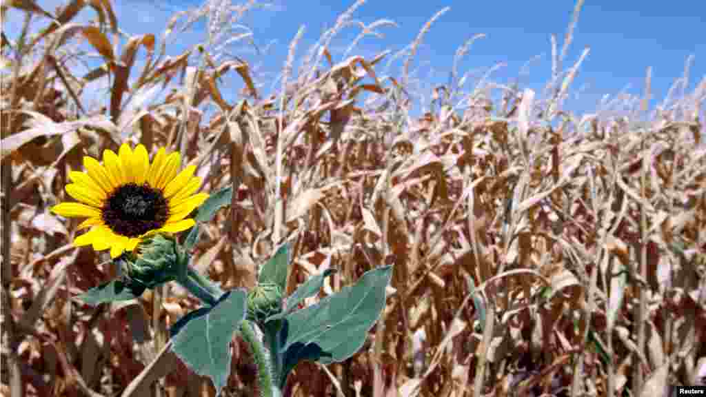 A brown and parched corn field shows the effects of a long Texas drought in Farmersville.