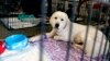 Pearl, a Great Pyrenees that was one of the animals rescued from an animal shelter in Carteret County, N.C., looks out from her cage in the Holshouser Building on the N.C. State Fairgrounds in Raleigh, Sept. 17, 2018.