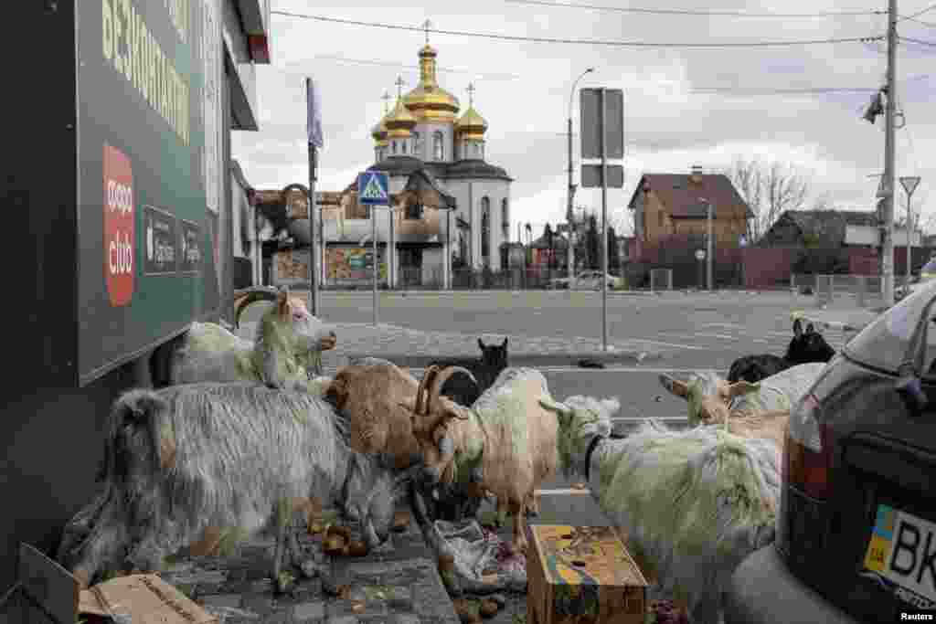 Goats eat potatoes in front of a supermarket in Irpin, Ukraine, during an evacuation of civilians, as Russia's invasion of Ukraine continues.