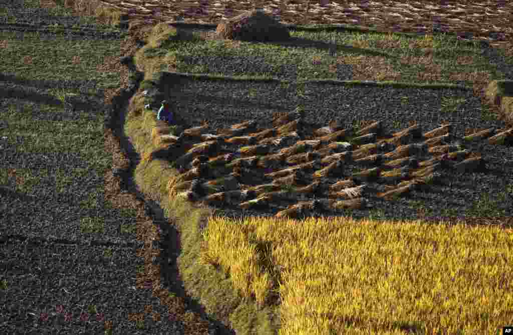 A Nepalese farmer takes rest while harvesting paddy in Chunnikhel, on the outskirts of Kathmandu.