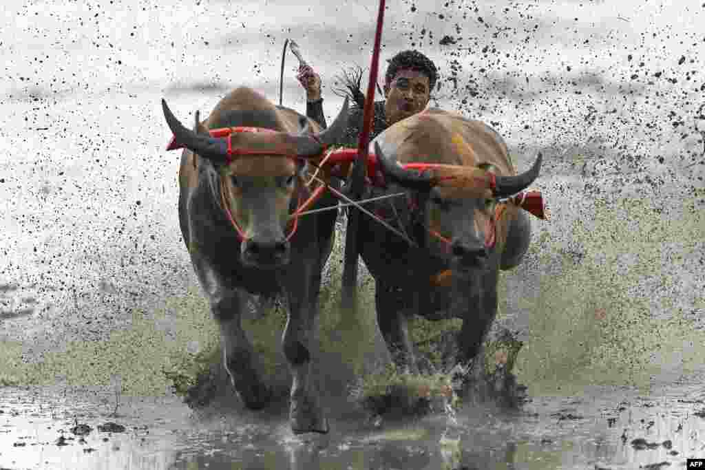 A racer rides on the back of a wooden plough as he races his buffaloes during the rice-planting festival in Chonburi, Thailand, to mark the start of paddy-sowing season.