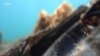Divers Remove Plastic Waste from Greek Waters — a ‘Gulf Full of Plastic Corals’