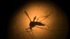 OPS preocupada por virus transmitidos por mosquitos en las Américas