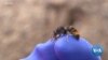 Flying Drones Deployed Against Nests of Asian Hornets
