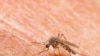 Malaria is transmitted by mosquito bites