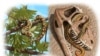 Sabon Maganin Dafin Macizan Yankin Sahara