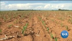 UN Report Warns Climate Change Will Hit Our Stomachs