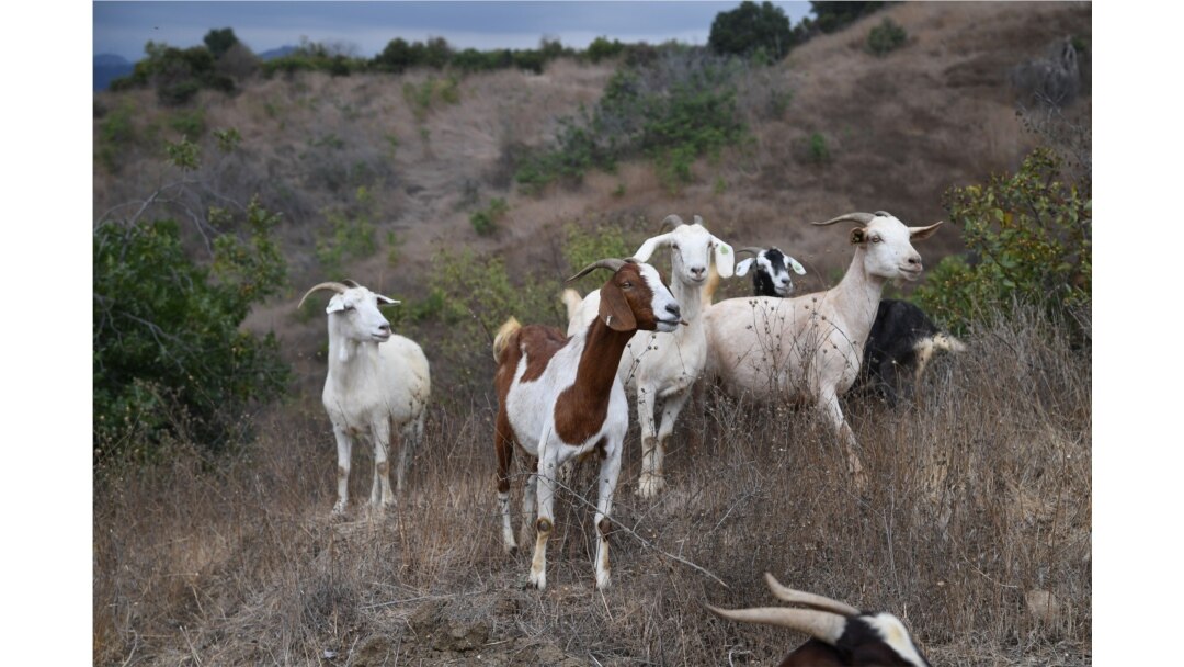 Goats graze on a hillside as part of fire prevention efforts, in South Pasadena, California, Sept. 26, 2019.
