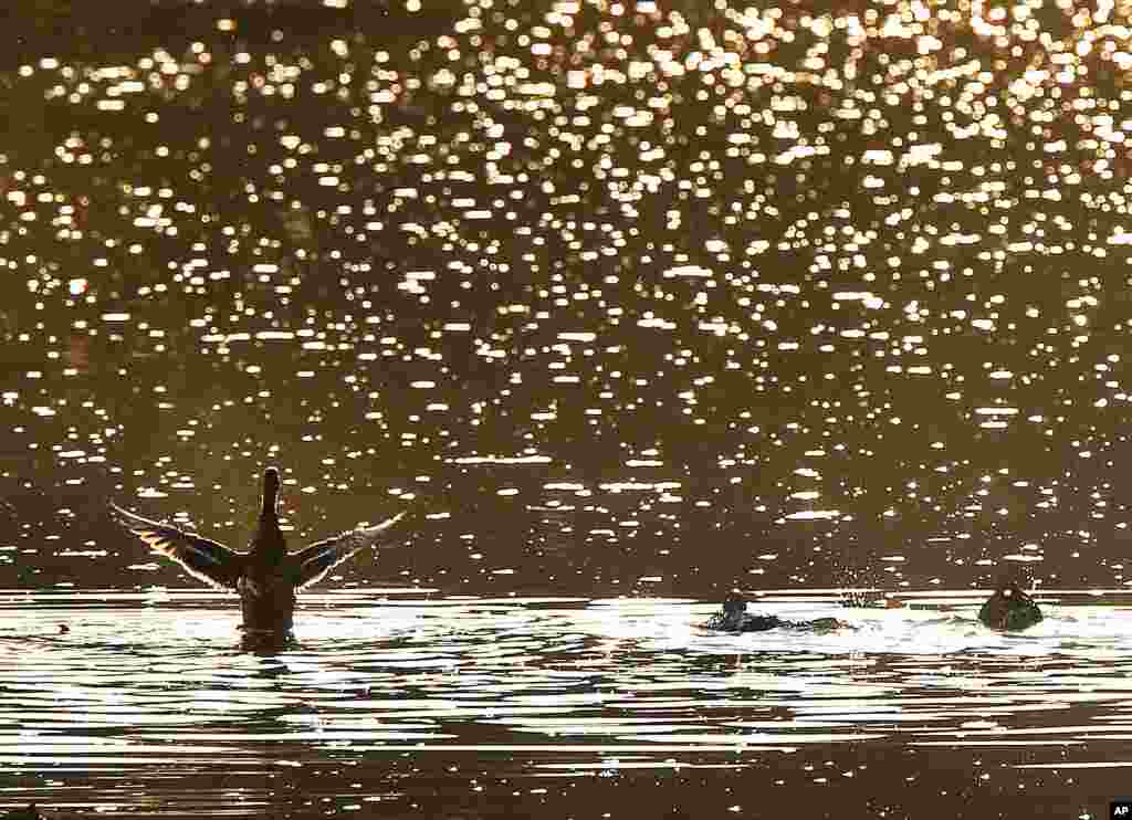 Beberapa ekor itik berenang di sungai kecil di pinggiran Frankfurt, Jerman.