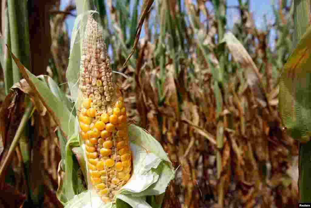 Corn plants struggle to survive in drought-stricken farm fields in Ferdinand, Indiana.