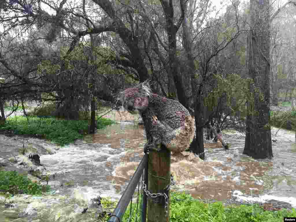 Seekor koala berusaha menghindari banjir di kota Stirling, Adelaide Hills, Australia selatan.