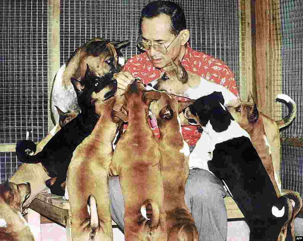 Raja Bhumibol Adulyadej dan anjing-anjingnya di Istana di Bangkok, 2002. Bhumibol yang dicintai rakyatnya ini menaruh perhatian pada perawatan anjing-anjing liar di Thailand, dan menulis cerita berjudul "Thongdaeng" (Tembaga) mengenai anak anjing yang dikirim ke Istana.