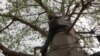 Fruit of African Baobab Tree Has Growing Global Appeal
