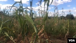 wilting crops