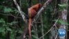 Deforestation Threatens Brazil Forest, Golden Lion Tamarin That Lives There 
