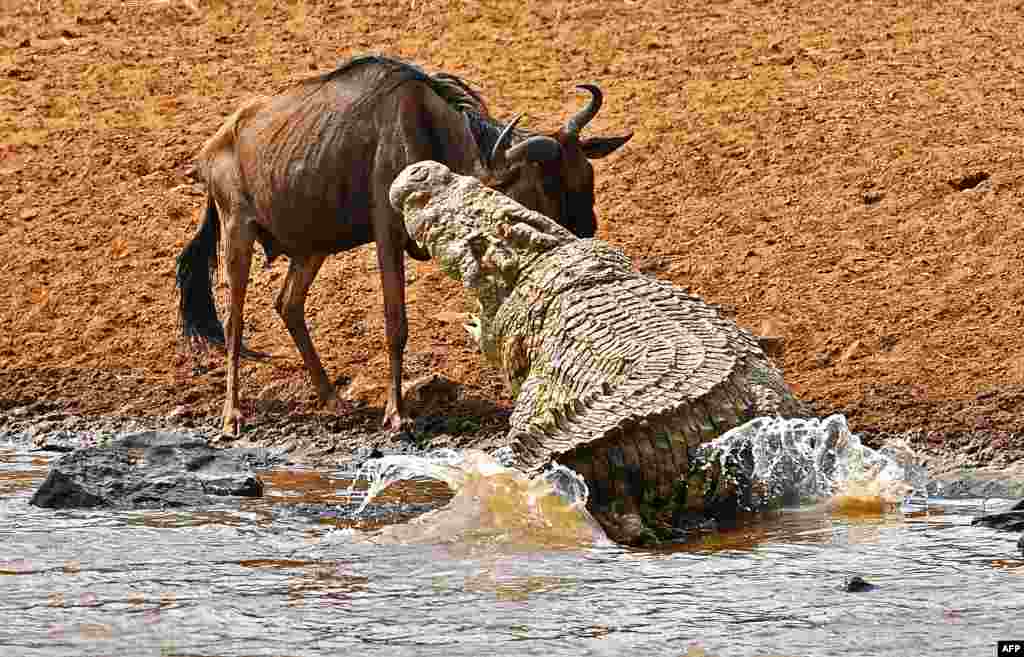 Seekor buaya besar menyerang seekor wildebeest (sejenis kambing Afrika) di kawasan suaka margasatwa Masai Mara, Kenya. Wildebeest ini lolos dari bahaya dan hanya mengalami luka ringan.