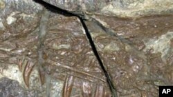This image of fossilized Sinornithosaurus shows the raptor's long, grooved fangs. It lived in prehistoric forests of northeastern China that were filled with a diverse assemblage of animals including other primitive birds and dinosaurs.