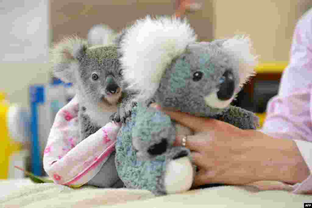 Bayi koala, Shayne (9 bulan) yang mengalami trauma setelah kehilangan induknya yang tewas, memeluk boneka koala di rumah sakit khusus binatang di Australia.