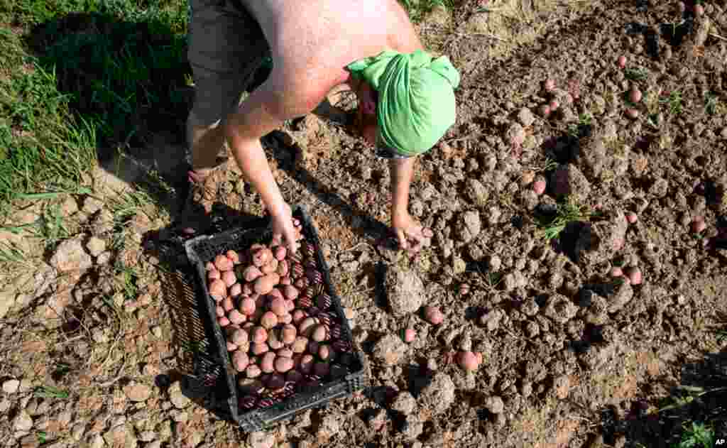 A farm hand harvests potatoes a month early at King's Hill Farm at Mineral Point, Wisconsin, July 30, 2012. The potato yield is about one fifth of the expected yield, but is the farm's only salvageable crop after the other crops perished in the drought gr