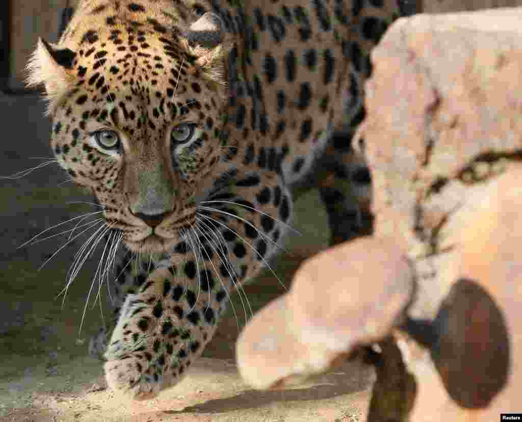 Seekor harimau leopard Amur jantan, Kirin (7 tahun) menikmati kandang barunya di kebun binatang kota Krasnoyarsk, Siberia-Rusia.