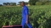 Malawi Tells Farmers Not to Panic Over Armyworms