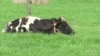 Farmers Go High-Tech to Monitor Their Cows