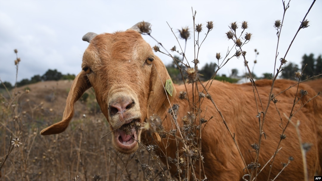 A goat grazes on a hillside as part of fire prevention efforts, in South Pasadena, California, Sept. 26, 2019.
