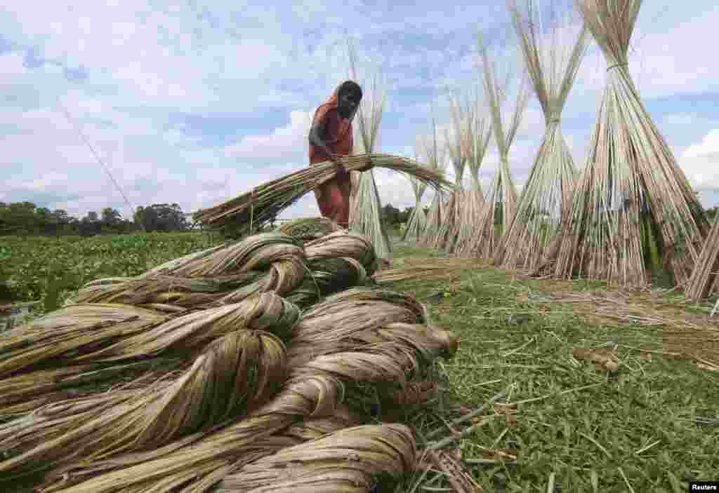 Seorang perempuan mengumpulkan jerami untuk dikeringkan di sawah di negara bagian Assam, India.