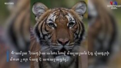 Նյու Յորքի Բրոնքսի կենդանաբանական այգու վագրի մոտ կորոնավիրուս է հայտնաբերվել