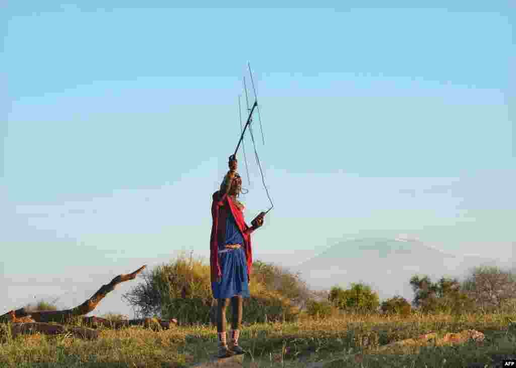 A Kenyan Maasai "Moran" (warrior) scans with a radio antenna for a signal from a radio-collar fitted on a lioness in order to establish her pride's location in the surrounding scrubat the Selenkay community conservancy.
