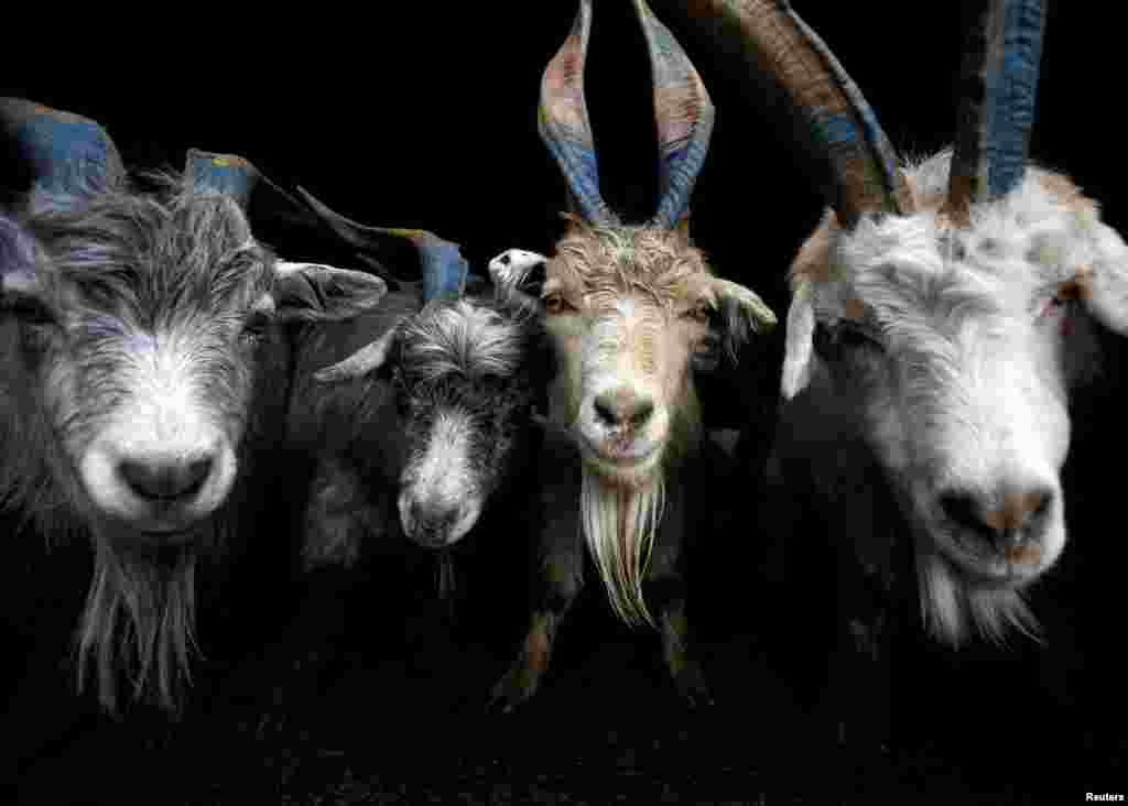 Kambing-kambing siap dijual di pasar hewan menyambut festival Hindu 'Dashain' di Kathmandu, Nepal.